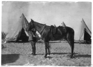 Sandy - Bridges horse